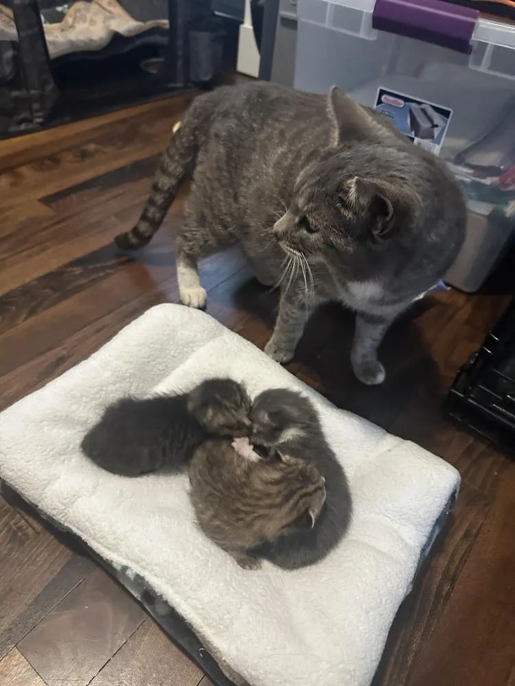 An adult medium-sized female Domestic Short Hair cat named Sadie for adoption in Ferndale, MI