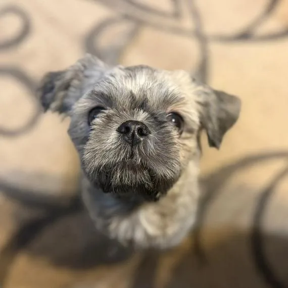 A young small-sized male Gray / Blue / Silver Shih Tzu dog named Rosco for adoption in Fairfax Station, VA