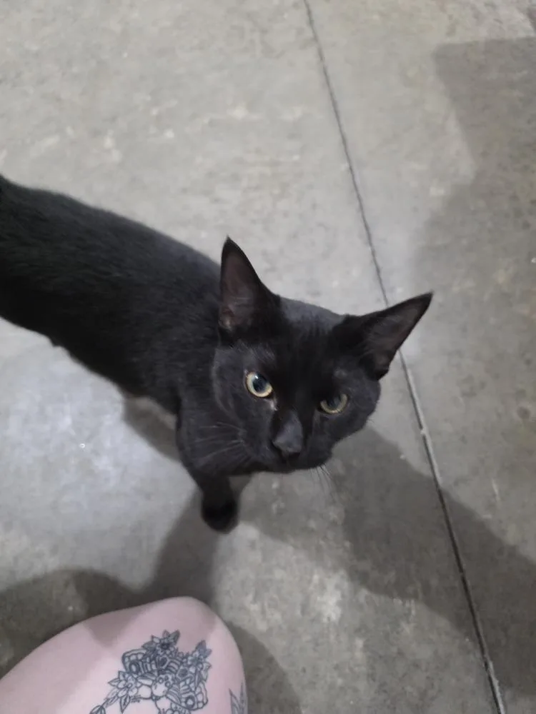 A young medium-sized male Black Domestic Short Hair cat named Bandit for adoption in Salisbury, NC