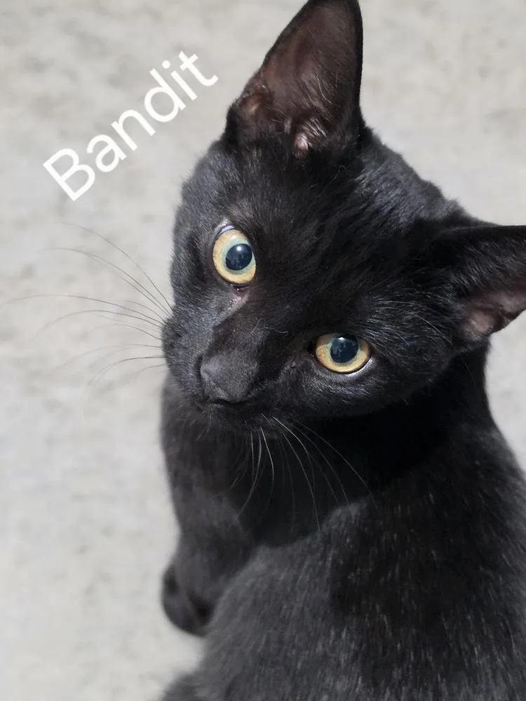 Bandit thumbnail 4