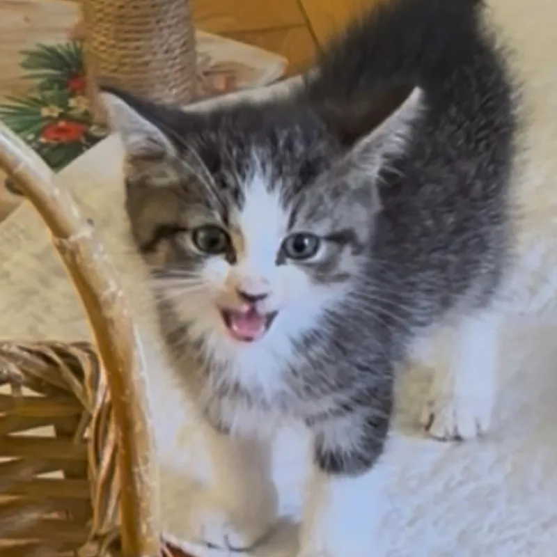 A baby small-sized male Gray / Blue / Silver Domestic Medium Hair cat named Franklin for adoption in Wappingers Falls, NY