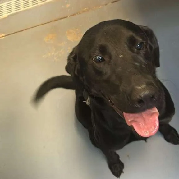 An adult medium-sized male Black Mixed Breed dog named Everett for adoption in Gadsden, AL