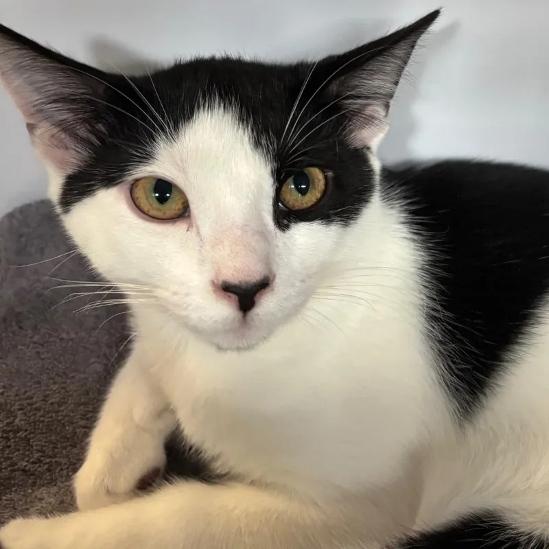 A baby small-sized male White Domestic Short Hair cat named Gilligan for adoption in Sarasota, FL