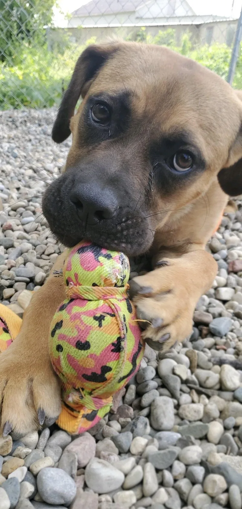 A young medium-sized male Boxer dog named Roberto for adoption in Oxford, MI