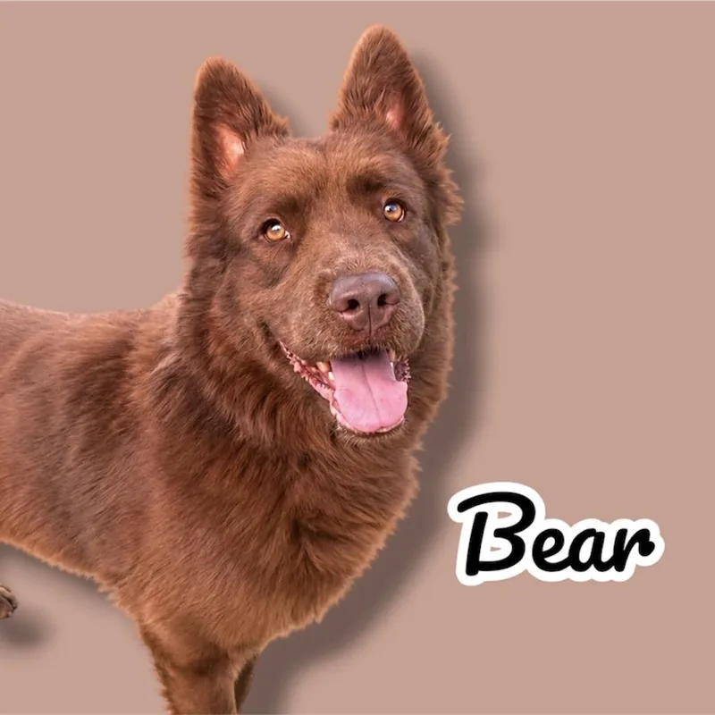 Bear
