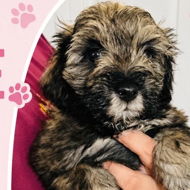A baby small-sized female Schnauzer dog named Rosie for adoption in San Diego, CA