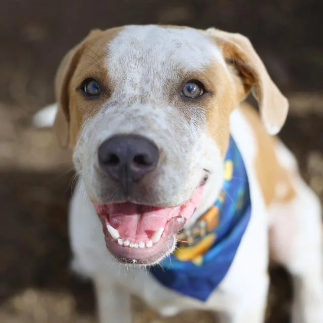 A young medium-sized male Hound dog named Herc for adoption in San Antonio, TX
