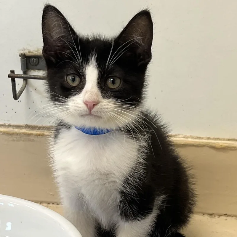 A baby small-sized male Black Domestic Short Hair cat named Mario for adoption in Delaware, OH