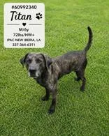 An adult large-sized male Bicolor Mixed Breed dog named Titan for adoption in New Iberia, LA
