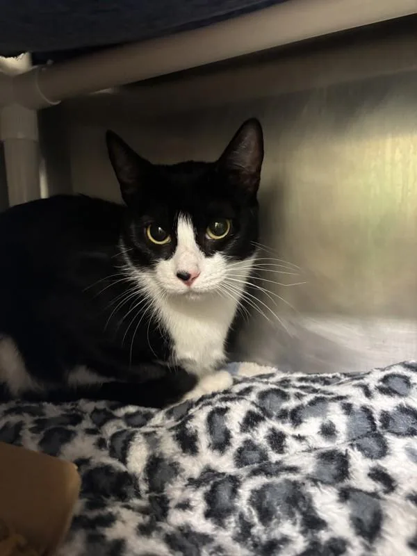 A young small-sized female Domestic Short Hair cat named Furgie for adoption in Santa Rosa, CA