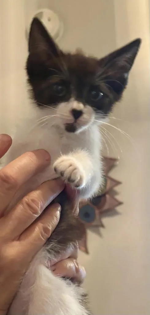 A baby medium-sized male Domestic Medium Hair cat named Saber for adoption in Florence, SC