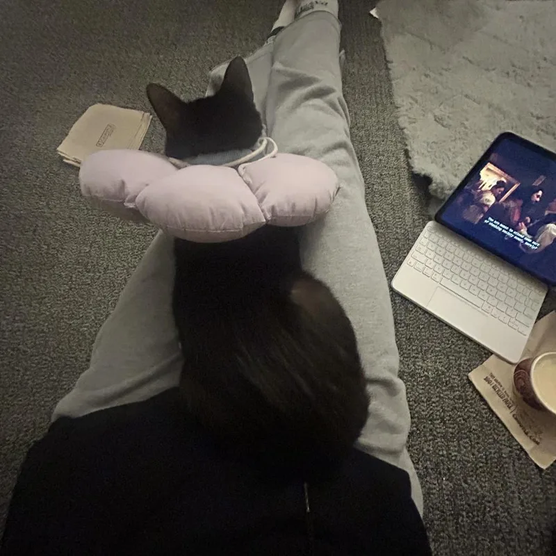 An adult medium-sized male Black Domestic Long Hair cat named Mistletoe for adoption in New York, NY