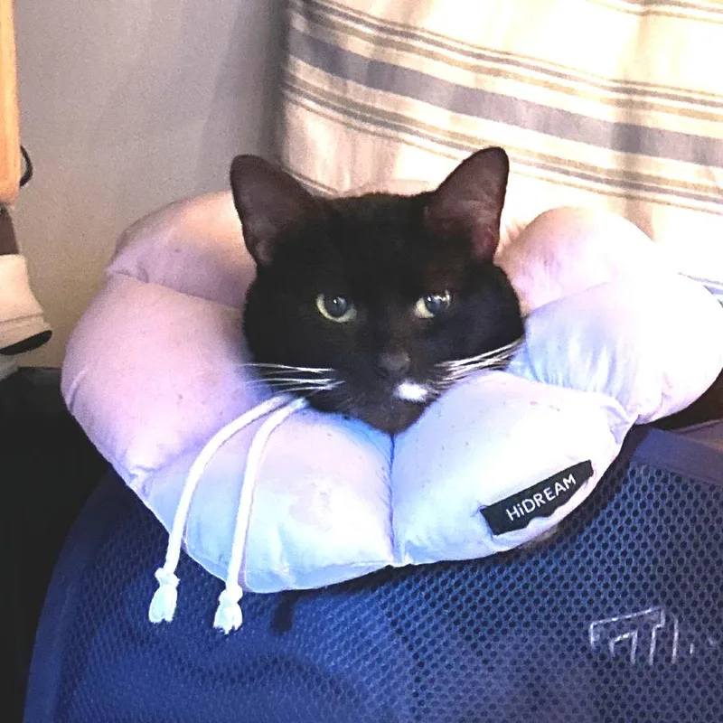 Mistletoe thumbnail 2