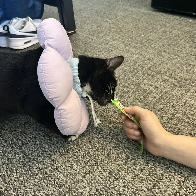 Mistletoe thumbnail 3