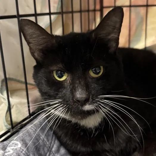 Mistletoe thumbnail 4