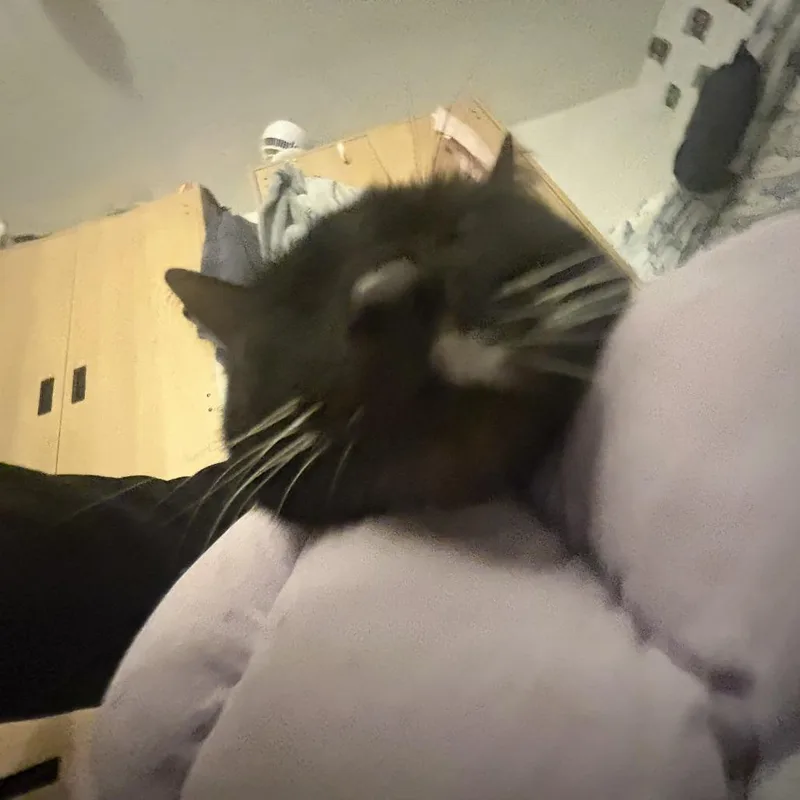 Mistletoe thumbnail 5