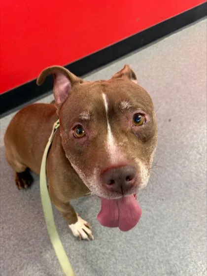 An adult large-sized female Mixed Breed dog named Ginger for adoption in West Chester, PA