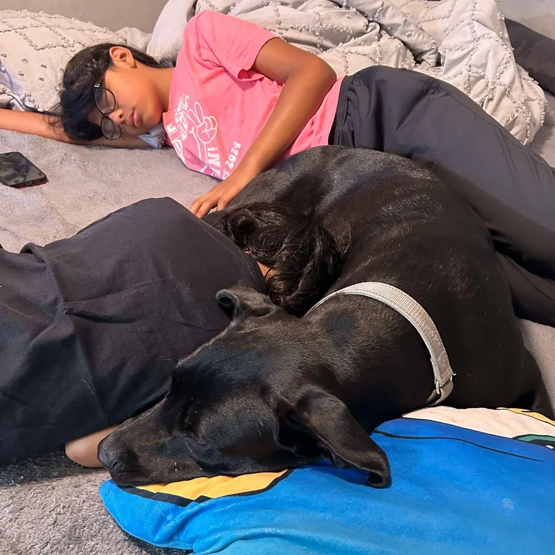 An adult medium-sized female Black Labrador Retriever dog named CarmenL for adoption in Pearland, TX