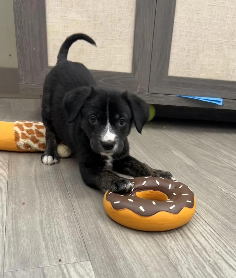 A baby medium-sized female Black Beagle dog named Rae for adoption in Plainfield, IL