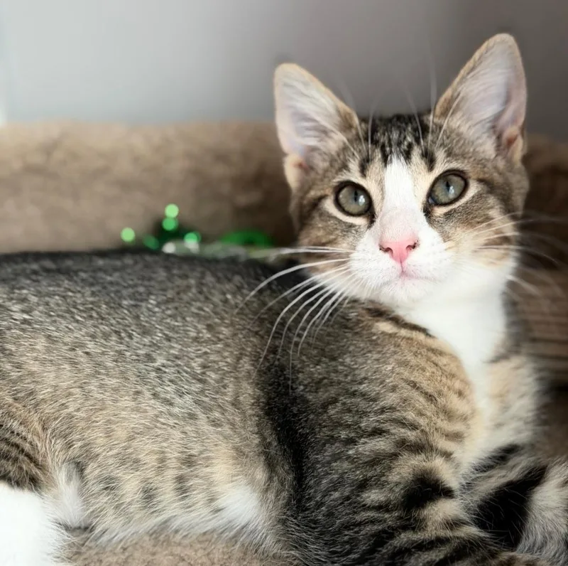 A baby medium-sized female Tabby (Brown / Chocolate) Domestic Short Hair cat named Violet for adoption in Clayton, NJ