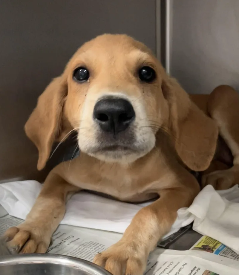 A baby medium-sized male Brown / Chocolate Mixed Breed dog named Punky for adoption in Parma, OH