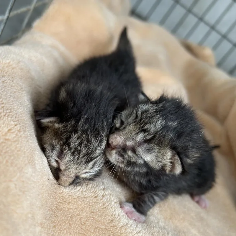 A baby small-sized female Brown / Chocolate Domestic Short Hair cat named Animal Cracker for adoption in Austin, TX