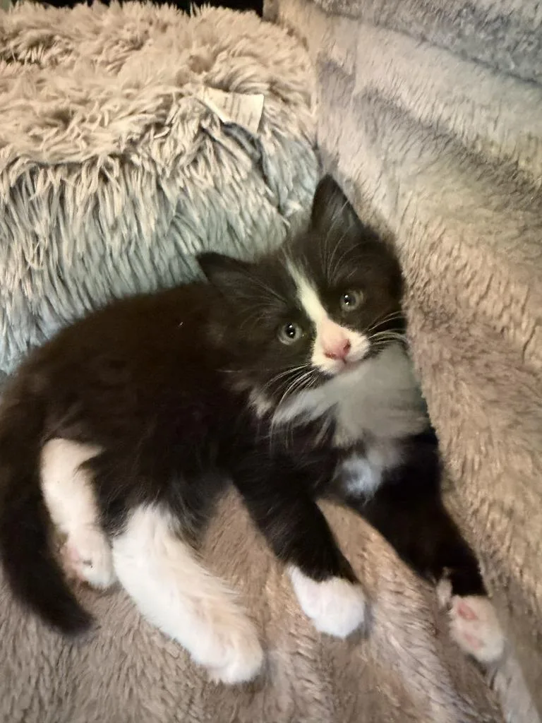 Ranger
