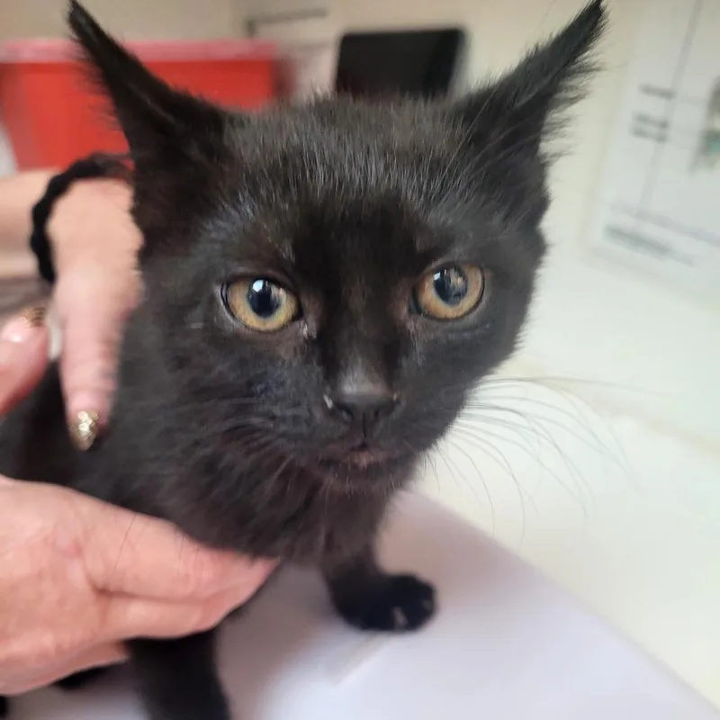 A baby small-sized female Domestic Short Hair cat named Annie for adoption in Allyn, WA