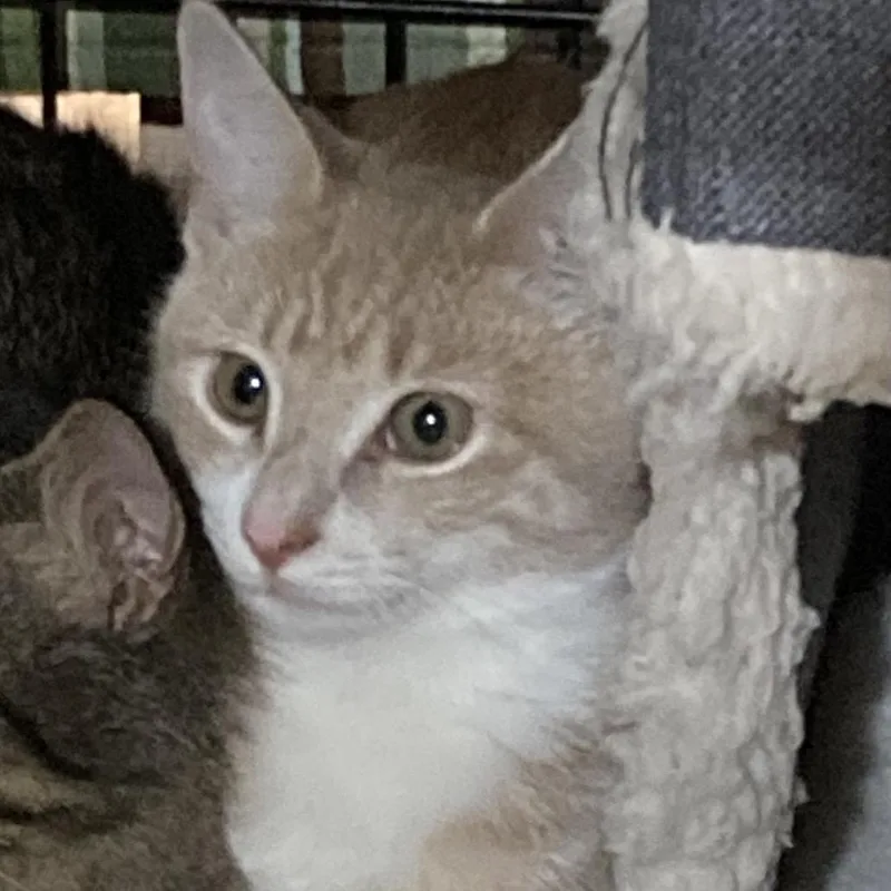 A young medium-sized male Buff / Tan / Fawn Domestic Short Hair cat named Chris for adoption in Oneonta, NY