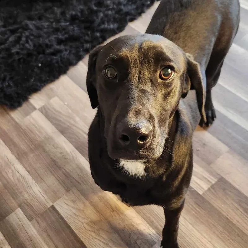 An adult large-sized female Coonhound dog named Bonnie JuM for adoption in Austin, TX