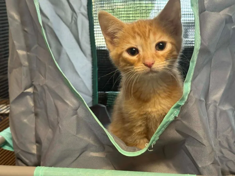 A baby medium-sized male Domestic Short Hair cat named George for adoption in Marion, OH