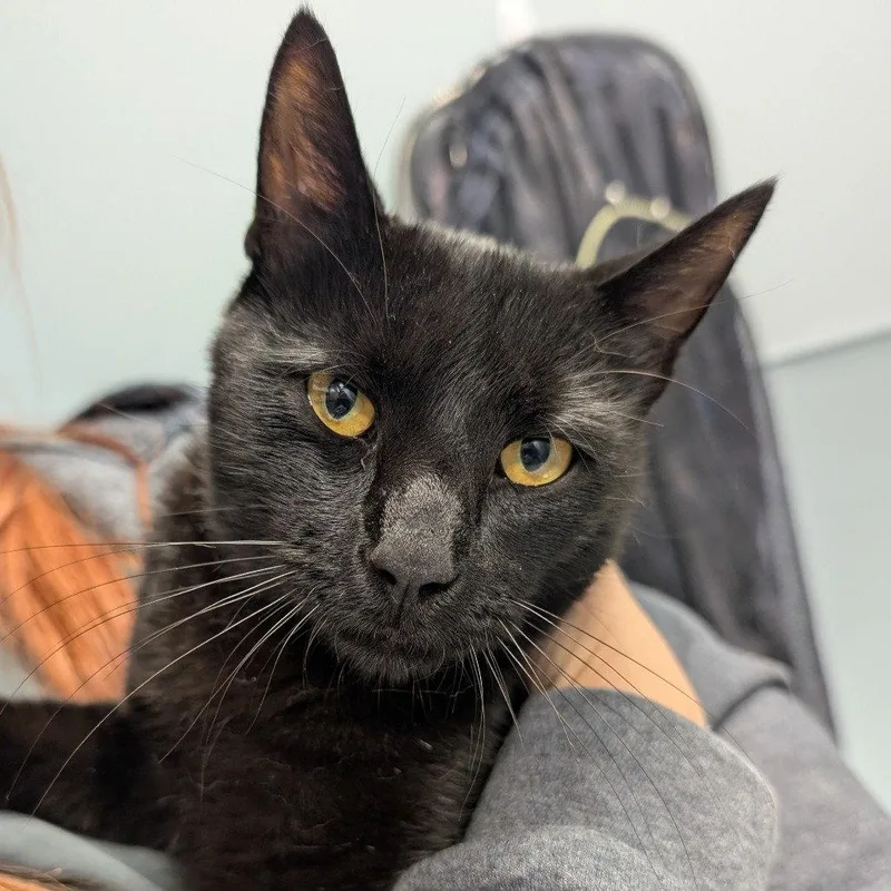 A young medium-sized male Domestic Short Hair cat named Larry for adoption in New Castle, DE
