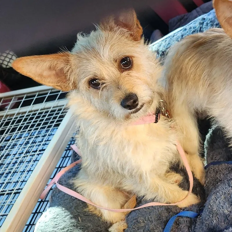 An adult small-sized female Yellow / Tan / Blond / Fawn Portuguese Podengo dog named Crouton for adoption in Buford, GA