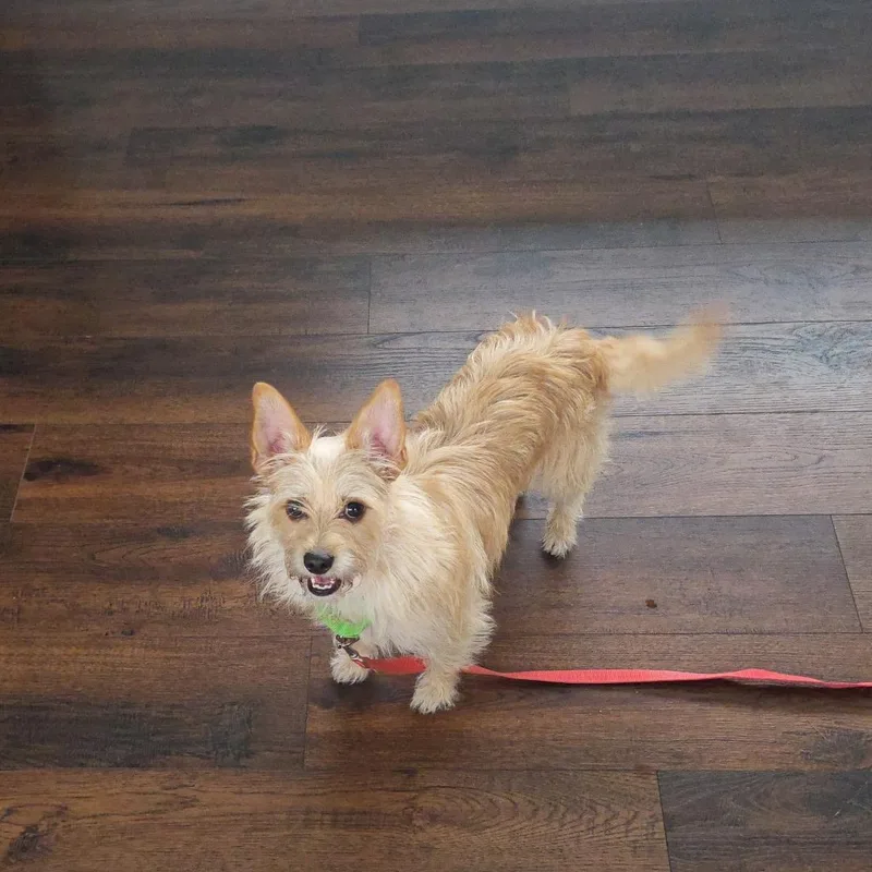 Crouton thumbnail 6