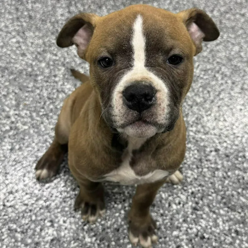 Fireball thumbnail 2