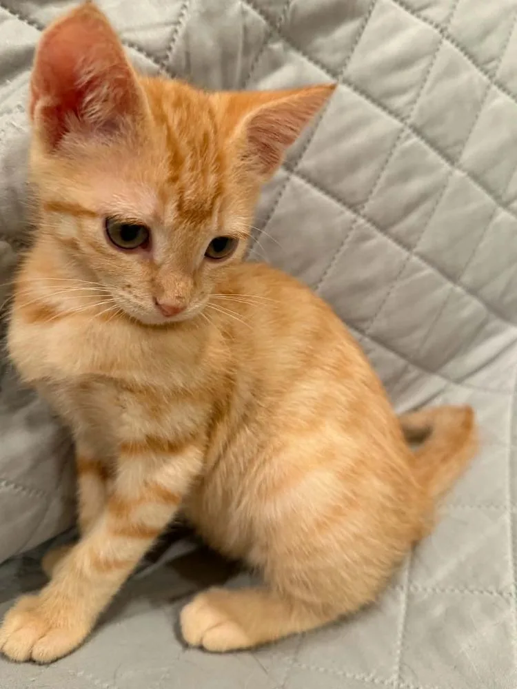 A baby small-sized female Tabby (Orange / Red) Domestic Short Hair cat named Quincy for adoption in tucson, AZ