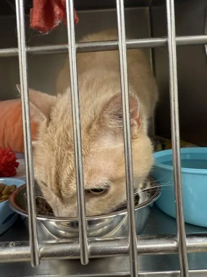 A senior medium-sized male Domestic Short Hair cat named Neil for adoption in Longmont, CO