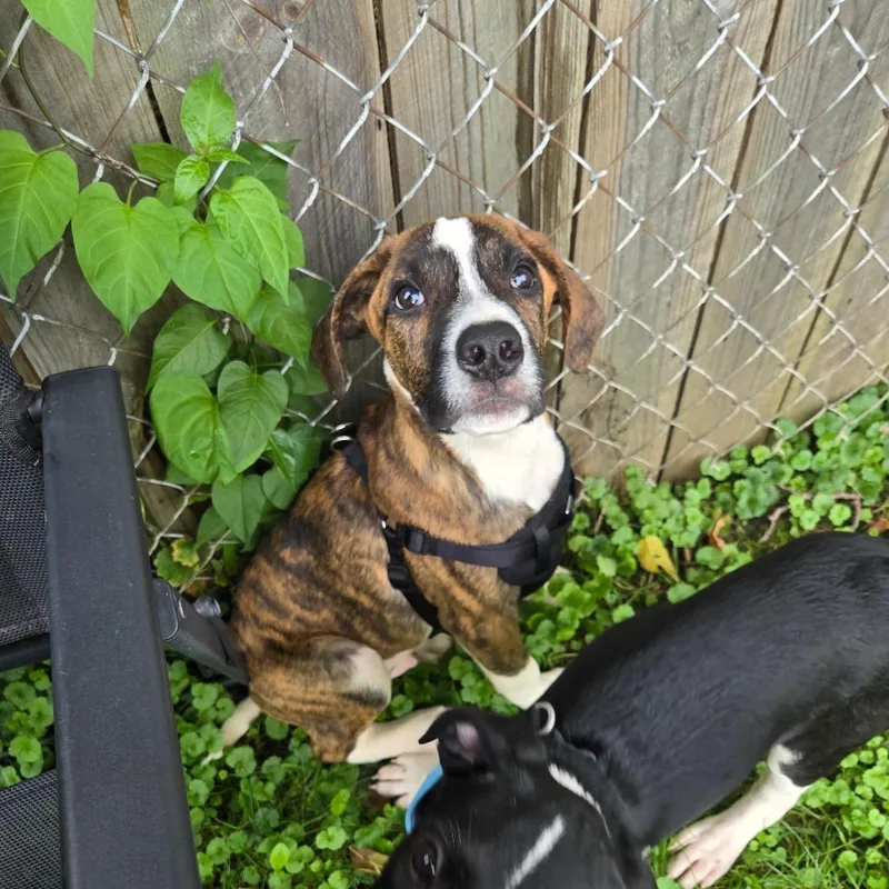 A baby medium-sized male Hound dog named River for adoption in Rochester, MN