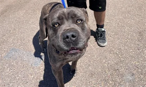 A young extra large-sized male Mastiff dog named Gunther for adoption in Chula Vista, CA