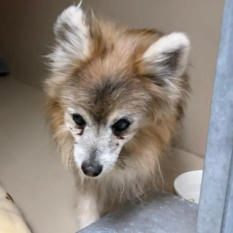A senior small-sized female Pomeranian dog named HACCStray for adoption in Henderson, NV
