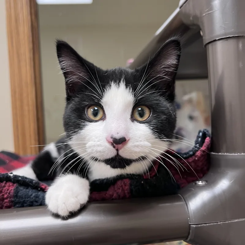 A baby medium-sized male Black & White / Tuxedo Domestic Short Hair cat named Thomas for adoption in Arlington Heights, IL