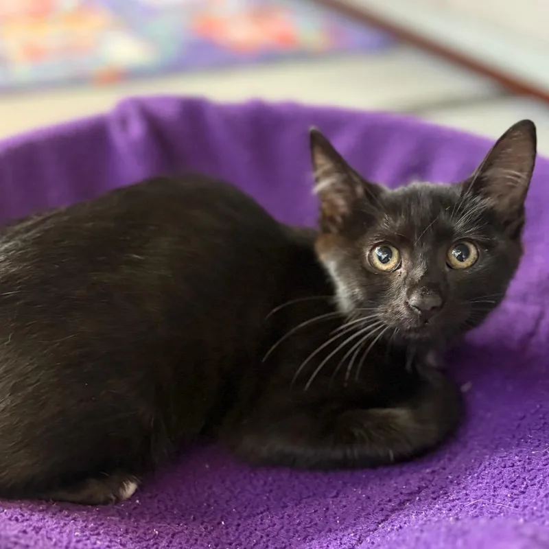 A baby small-sized female Domestic Short Hair cat named Princess for adoption in Sarasota, FL