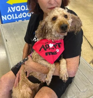An adult small-sized female Yellow / Tan / Blond / Fawn Poodle dog named Honey for adoption in Naperville, IL