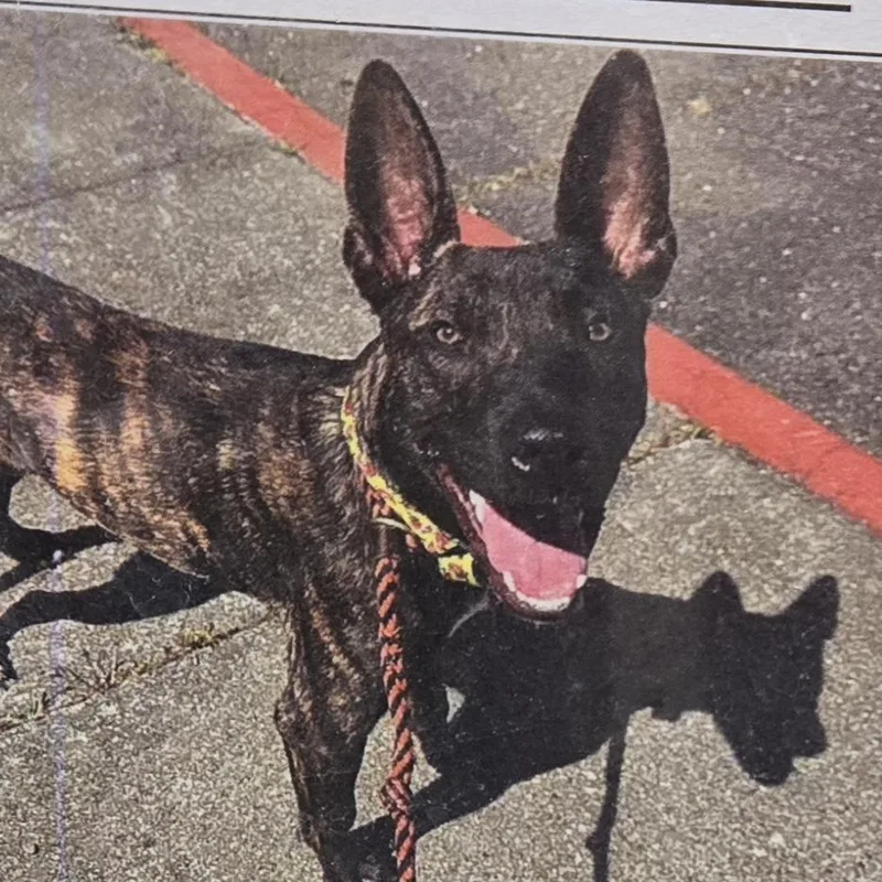 A baby medium-sized female Yellow / Tan / Blond / Fawn Mixed Breed dog named No Name for adoption in Sonoma, CA