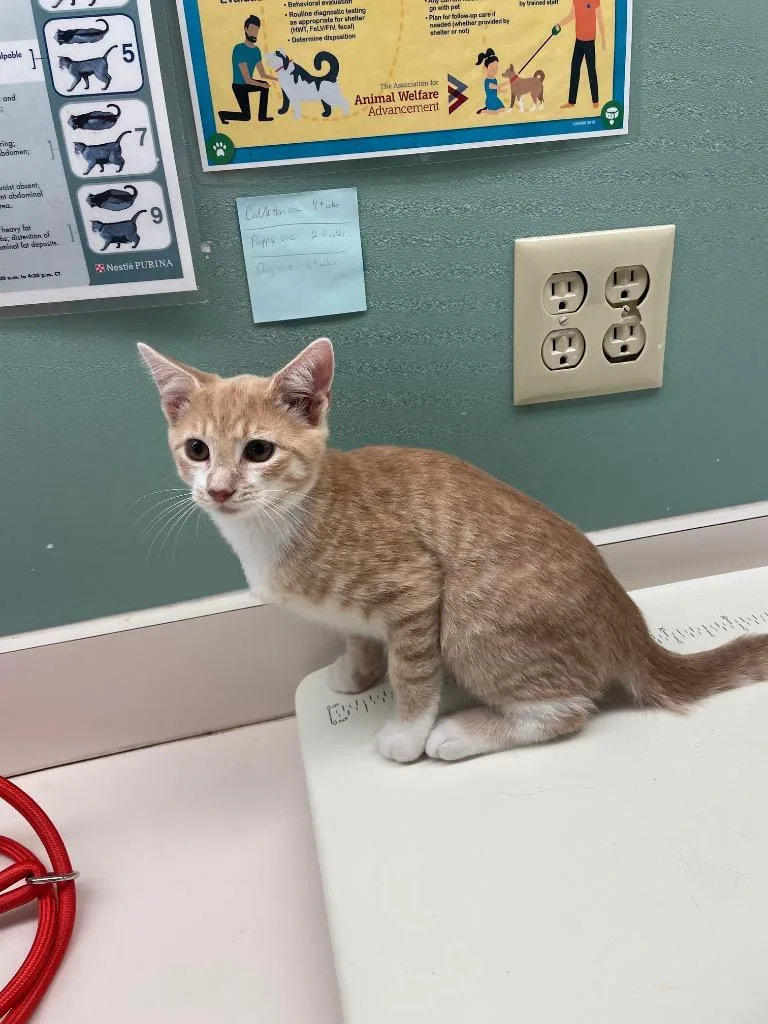 A baby medium-sized male Domestic Short Hair cat named Chai for adoption in Mineral, VA