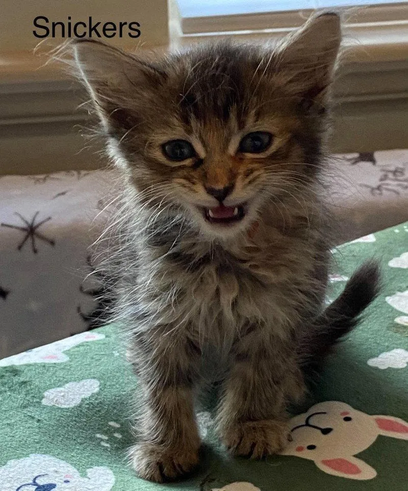 A baby small-sized female Tabby cat named Snickers for adoption in Saint George, UT