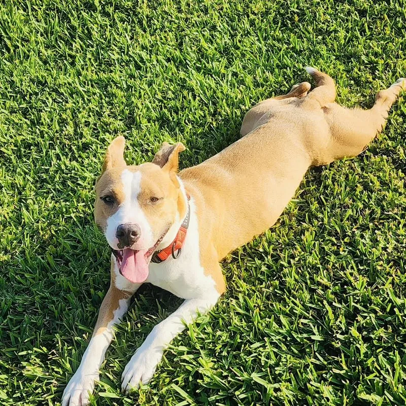 An adult medium-sized female Yellow / Tan / Blond / Fawn Terrier dog named Luna for adoption in Estero, FL