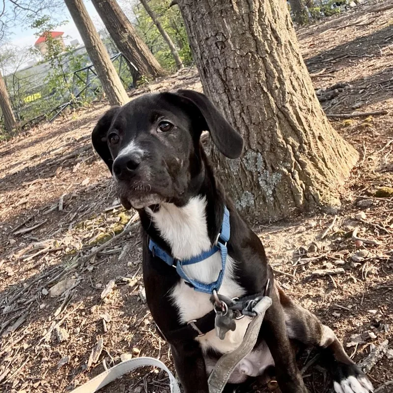 A young medium-sized male Black Mixed Breed dog named Pepper Mint for adoption in Falls Church, VA