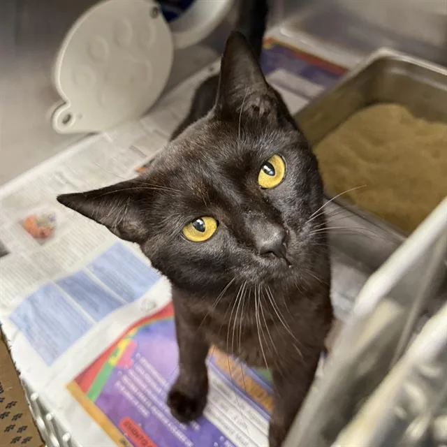 An adult medium-sized male Domestic Short Hair cat named Charlie for adoption in Las Vegas, NV
