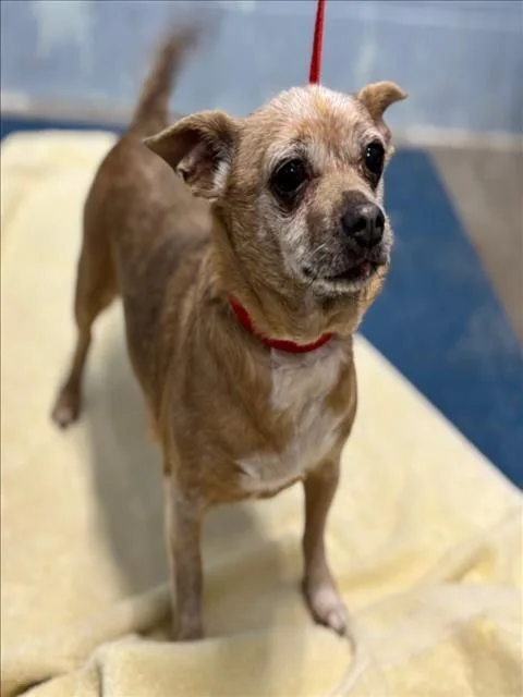A senior small-sized female Chihuahua dog named Tamale for adoption in Woodland, CA